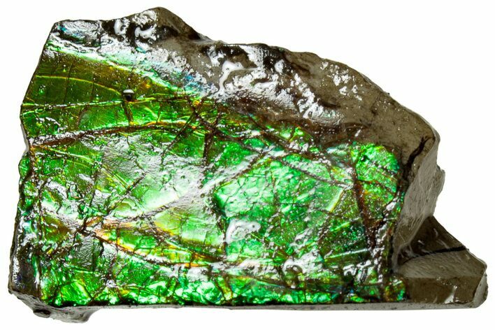 Iridescent Ammolite (Fossil Ammonite Shell) - Alberta #311399